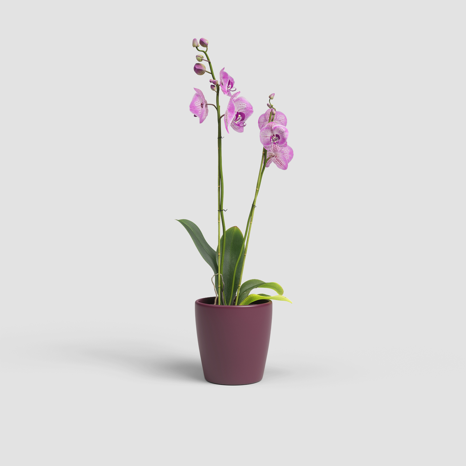 Thalia Orchid Pot