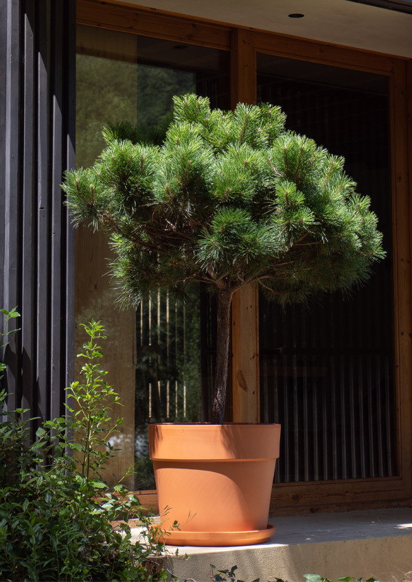 Perfect pots for the summer